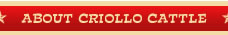About Criollo Cattle