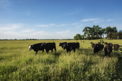 GrassFed Beef