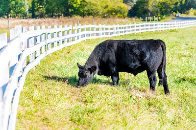 Grass Fed Beef