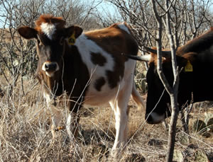 Cows in the Brush