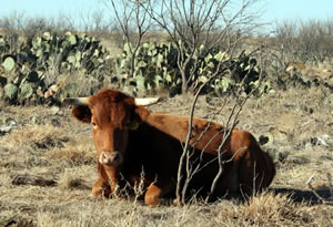 Cherry the Cow