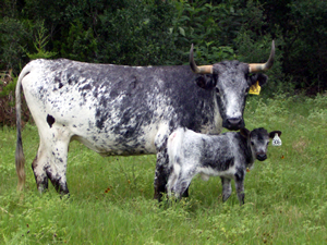 Momma Cow and Calf